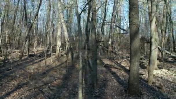 Floresta verde a pé — Vídeo de Stock