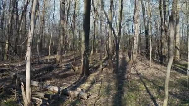 Floresta verde a pé — Vídeo de Stock