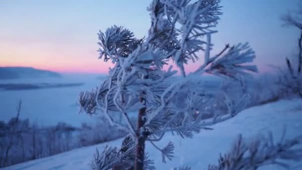 Замороженный зимний пейзаж — стоковое видео