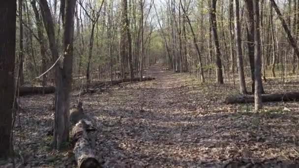 Caminando bosque verde — Vídeos de Stock