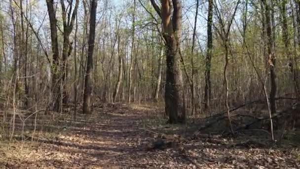 Marcher forêt verte