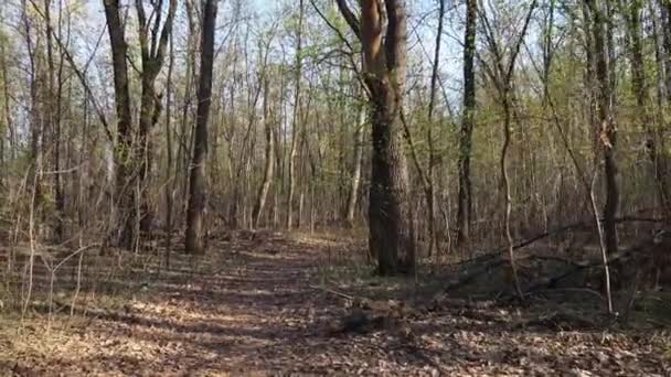 Floresta verde a pé — Vídeo de Stock