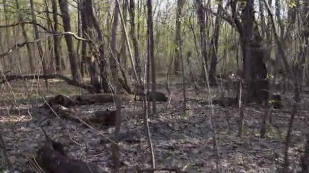 Floresta verde a pé — Vídeo de Stock