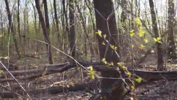Marcher forêt verte