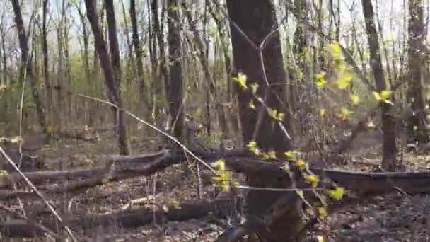 Floresta verde a pé — Vídeo de Stock