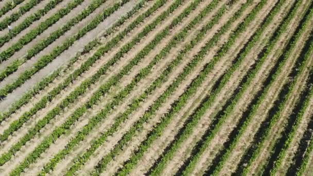 Campo de viñedo de verano — Vídeo de stock