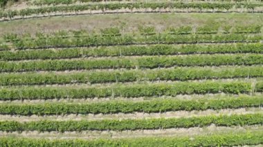 Yaz üzüm bağı tarlası