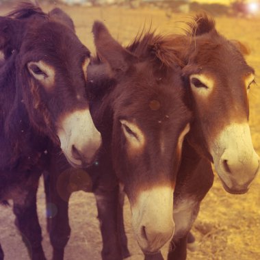 Yakın çekim üç eşek