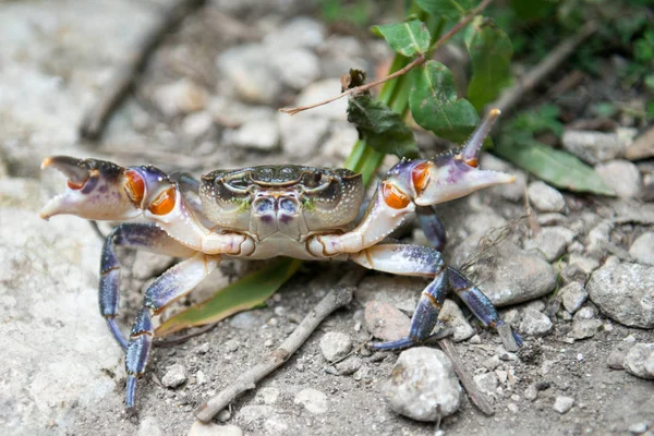 A river crab with open claws