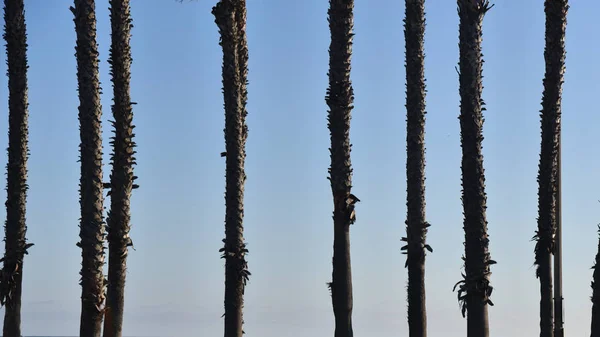 Background Trunks Palm Trees Blue Sky — Stock Photo, Image