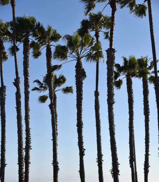 Palm Tree Background Blue Sky — Stock Photo, Image