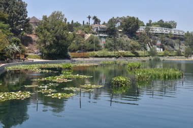 Huzurlu şehir parkı bir gölde büyüyen güzel lilly yastıkları.