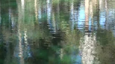 Bir göl güzel suya yansıtan ağaçlar