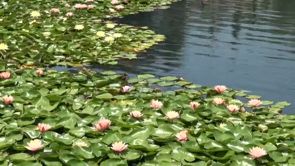 湖で育つ美しいピンクのユリ — ストック動画
