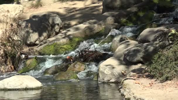 Cascade Dans Étang Beau Parc Urbain — Video