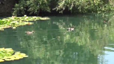 Lily havuzda yüzme ördekler