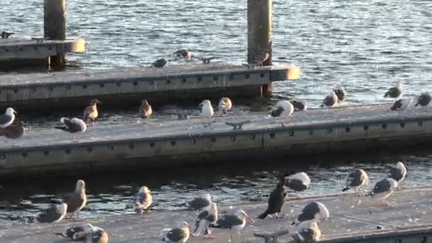 Flock Seagulls Lining Docks Marina — Stock Video