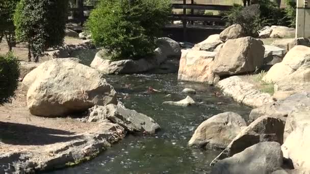 Fluxo Pacífico Parque — Vídeo de Stock