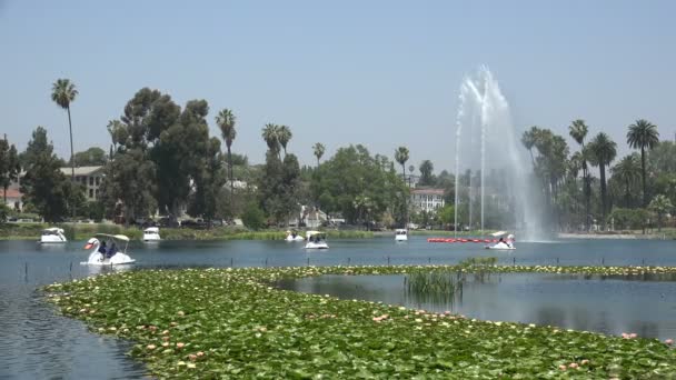 Lotus Flowers Water Lilies Lake Fountain — Stock Video