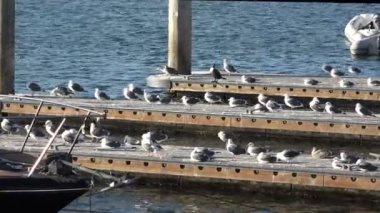Martılar güzel tropikal yat limanı rıhtım üzerinde büyük bir sürü