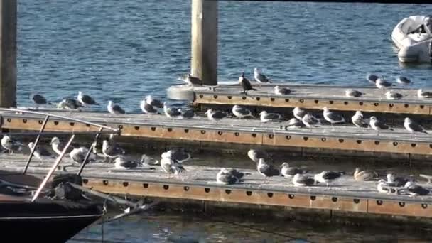 Stor Flock Fiskmåsar Hamnen Vacker Tropisk Marina — Stockvideo