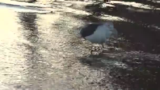 Seagull Trying Pull Food Out Ocean Waves Roll — Stock Video