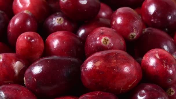 Eine Schale Mit Frischen Reifen Preiselbeeren Von Nahaufnahme Bis Fernsicht — Stockvideo