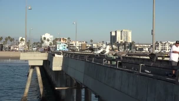 美しい日にベニス桟橋にカモメの群れ — ストック動画