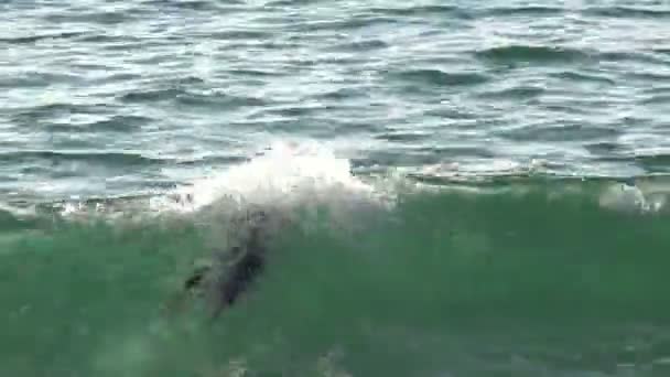 Surfer Swimming Out Catch Wave — Stock Video