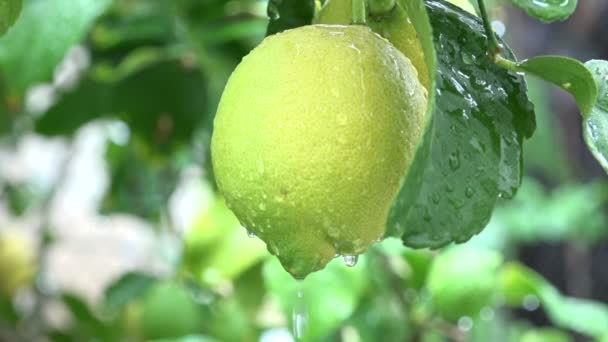 Drops Water Dripping Lemon Slow Motion — Stock Video