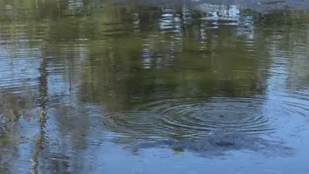 Methaangas Borrelt Omhoog Een Natuurlijke Tar Pit — Stockvideo