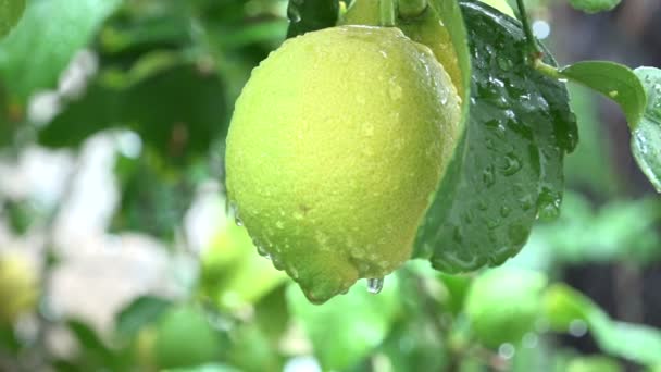 Dew Drops Falling Lemon Tree Slow Motion — Stock Video