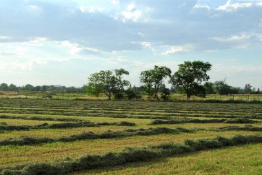 Güney Utah'taki çiftlik alanları