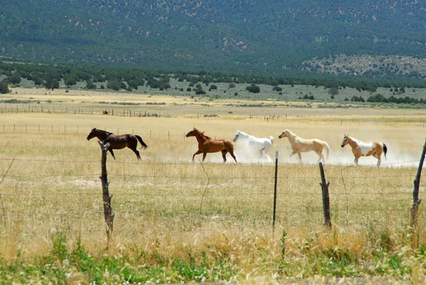 Manada de cavalos a correr — Fotografia de Stock