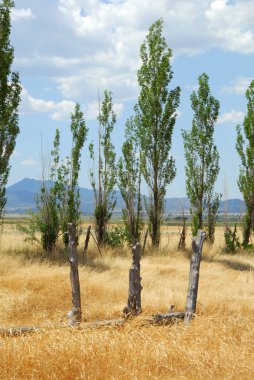 Güneybatıda kavak ağaçları