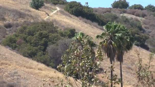 Palm Tree Desert — Stock Video