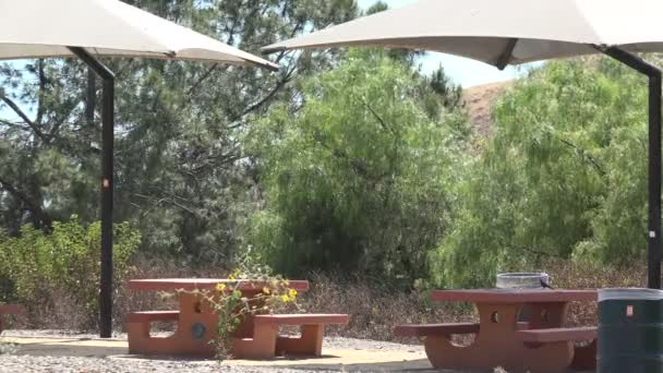 沙漠野餐区大向日葵在风中飘扬 — 图库视频影像