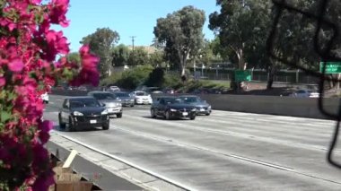 Gül çalılığının yanından otoyol trafiği görüldü