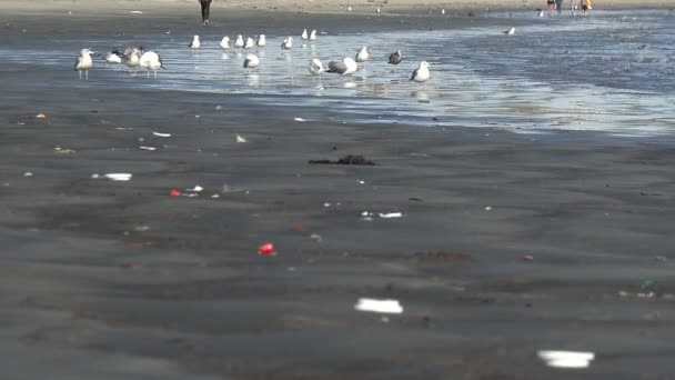 Wyrzucone Odpady Tworzyw Sztucznych Ropy Zanieczyszczają Plażę Long Beach California — Wideo stockowe