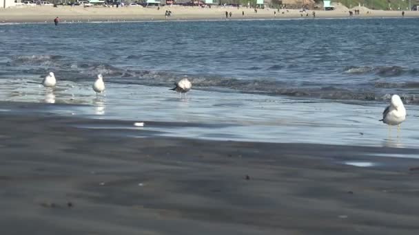 Gaviotas Una Playa Contaminada Por Desechos Perforación Petróleo Alta Mar — Vídeo de stock