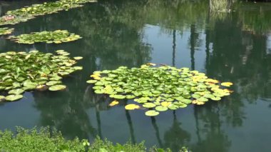 Yazın huzurlu bir zambak göleti