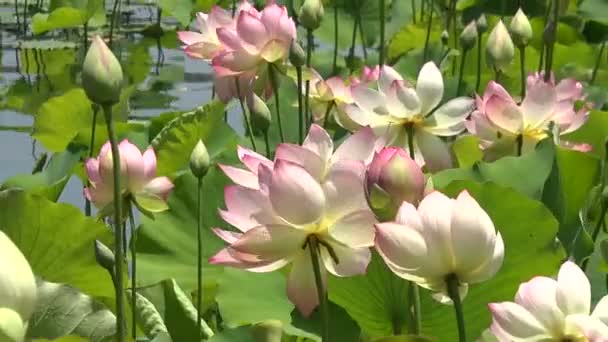 Κοντινό Πλάνο Των Όμορφων Λουλουδιών Lotus Που Αναπτύσσονται Μια Λίμνη — Αρχείο Βίντεο