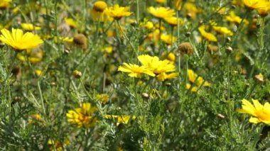 Güzel sarı kır çiçekleri ağır çekimde esiyor.