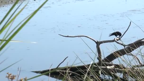 Crow Ducks Beautiful Malibu Lagoon — Stockvideo