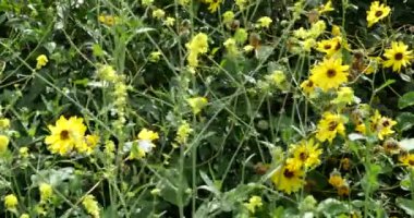 Beautiful yellow daisies blowing in a gentle breeze