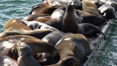 Seals hauling out on the docks in a beautiful marina