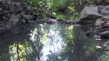 Shimmering reflections in still waters