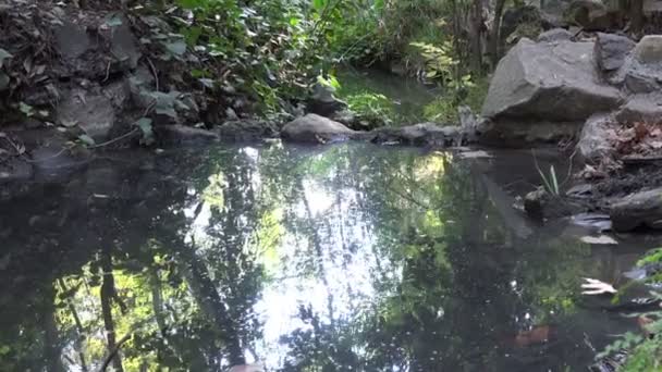 Shimmering Reflections Still Waters — Stockvideo