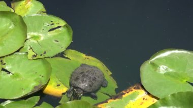 A small turtle climbing on a lily pad