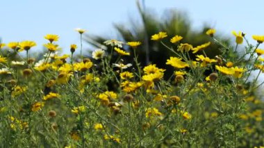 Sarı kır çiçekleri hafif bir esintide esiyor 